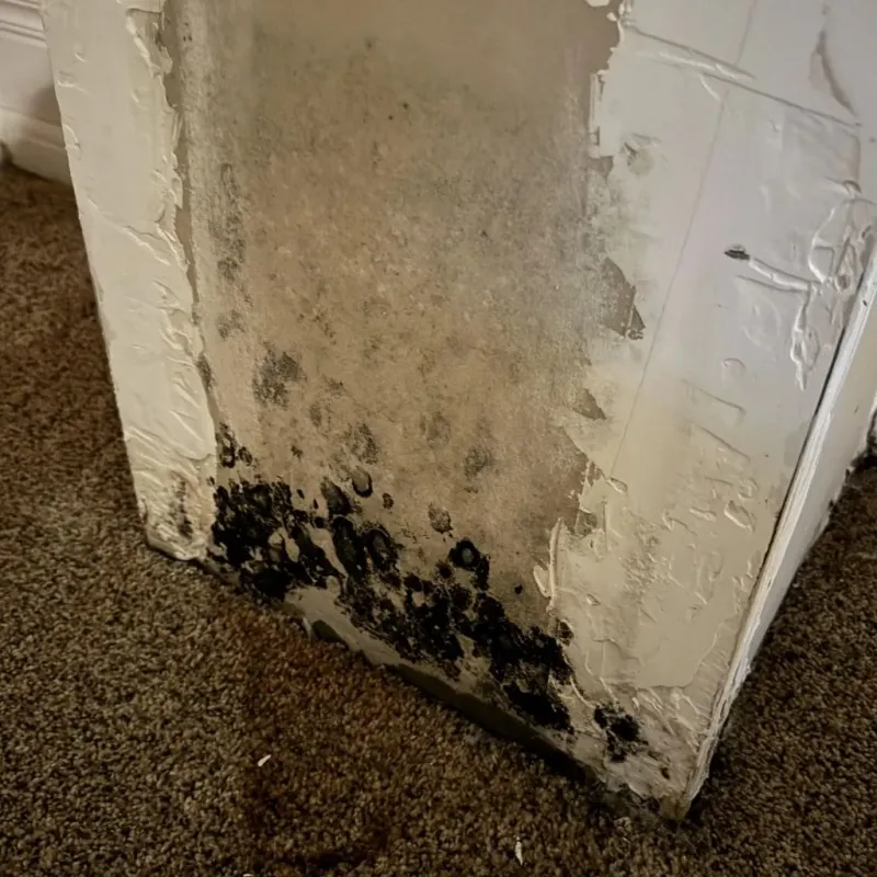 Professional Mold Removal in Winchester, TN